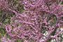 Cercis Siliquastrum
